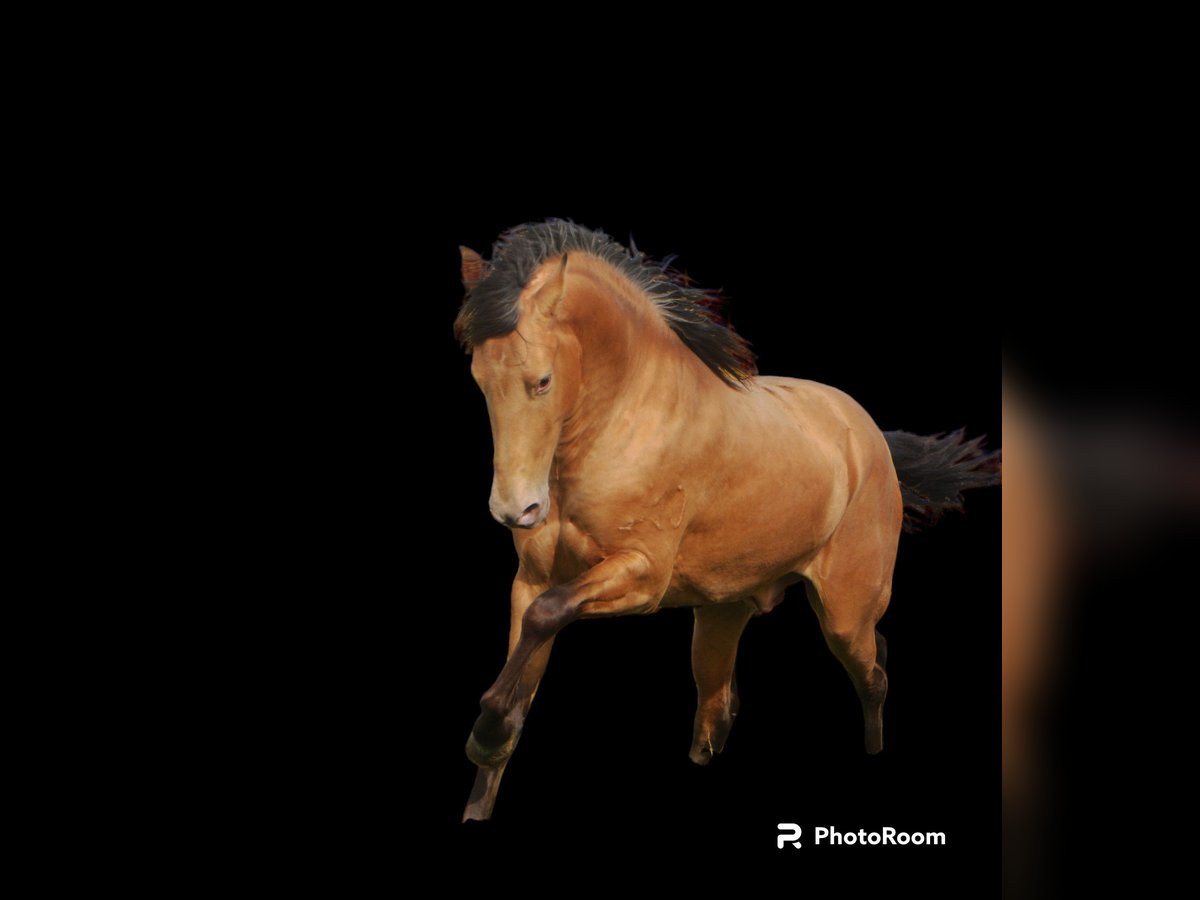 Andaluces Semental 3 años 154 cm Cremello in Vejer de la Frontera