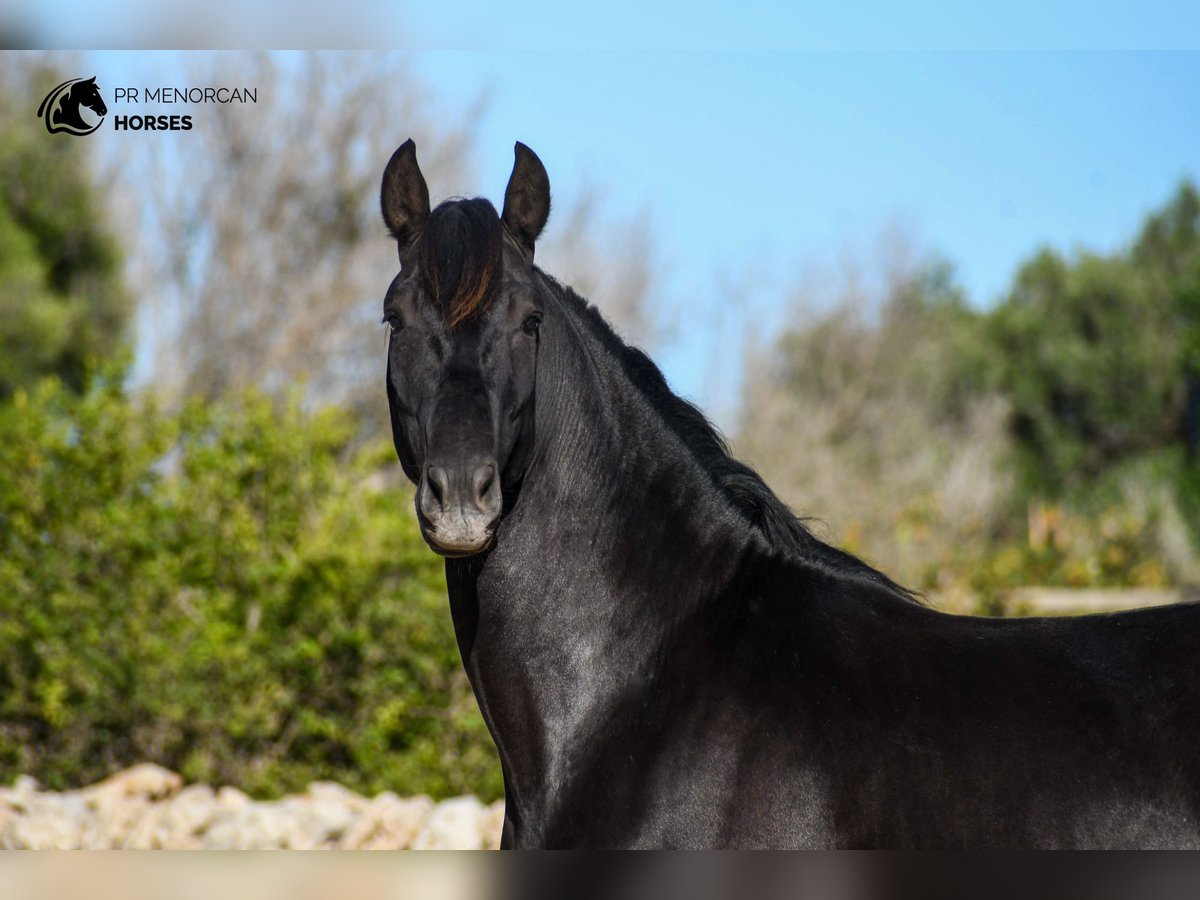 Andaluces Semental 3 años 155 cm Negro in Menorca