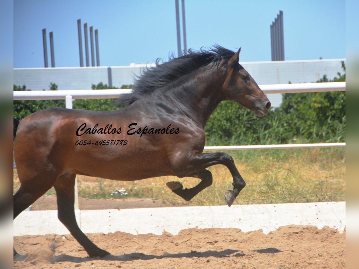 Andaluces Semental 3 años 156 cm Morcillo in Vejer de la Frontera