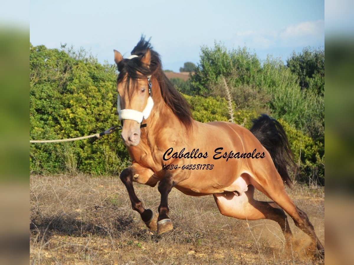 Andaluces Semental 3 años 157 cm Perla in Vejer de la Frontera