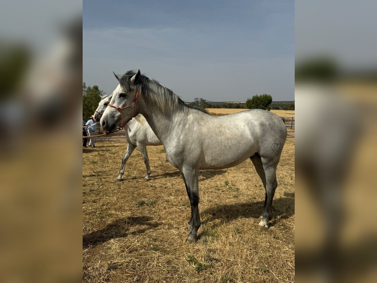 Andaluces Semental 3 años 157 cm Tordo in Badajoz