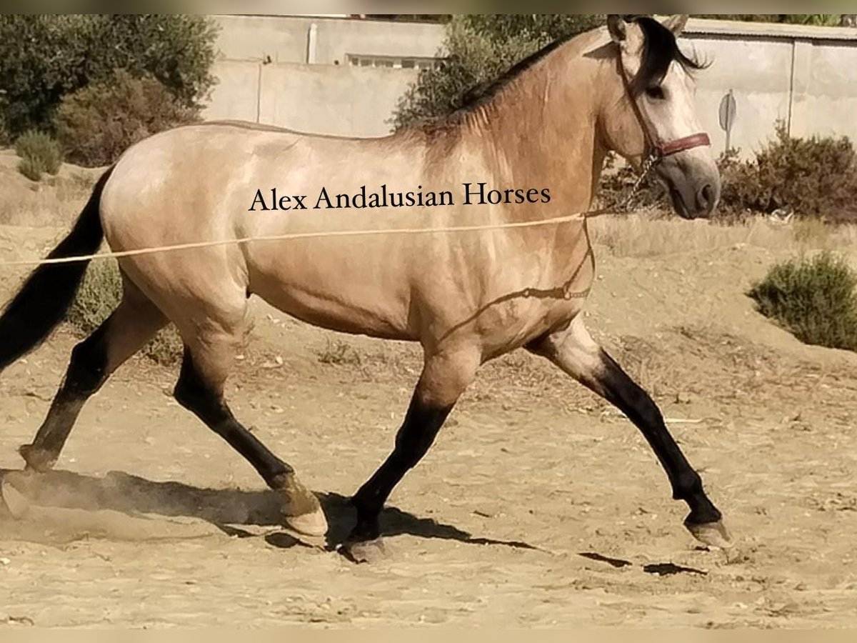 Andaluces Semental 3 años 158 cm Buckskin/Bayo in Sevilla