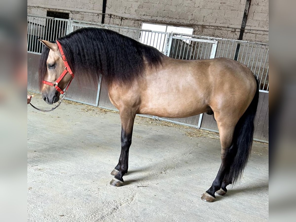 Andaluces Semental 3 años 160 cm Buckskin/Bayo in Martfeld