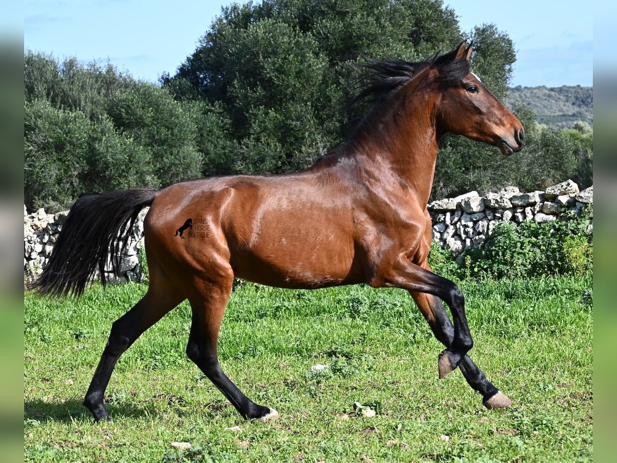 Andaluces Semental 3 años 160 cm Castaño in Menorca