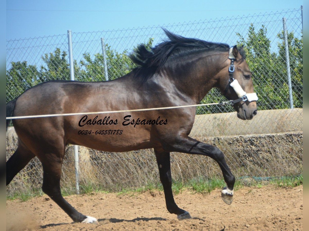 Andaluces Semental 3 años 161 cm Bayo in Vejer de la Frontera