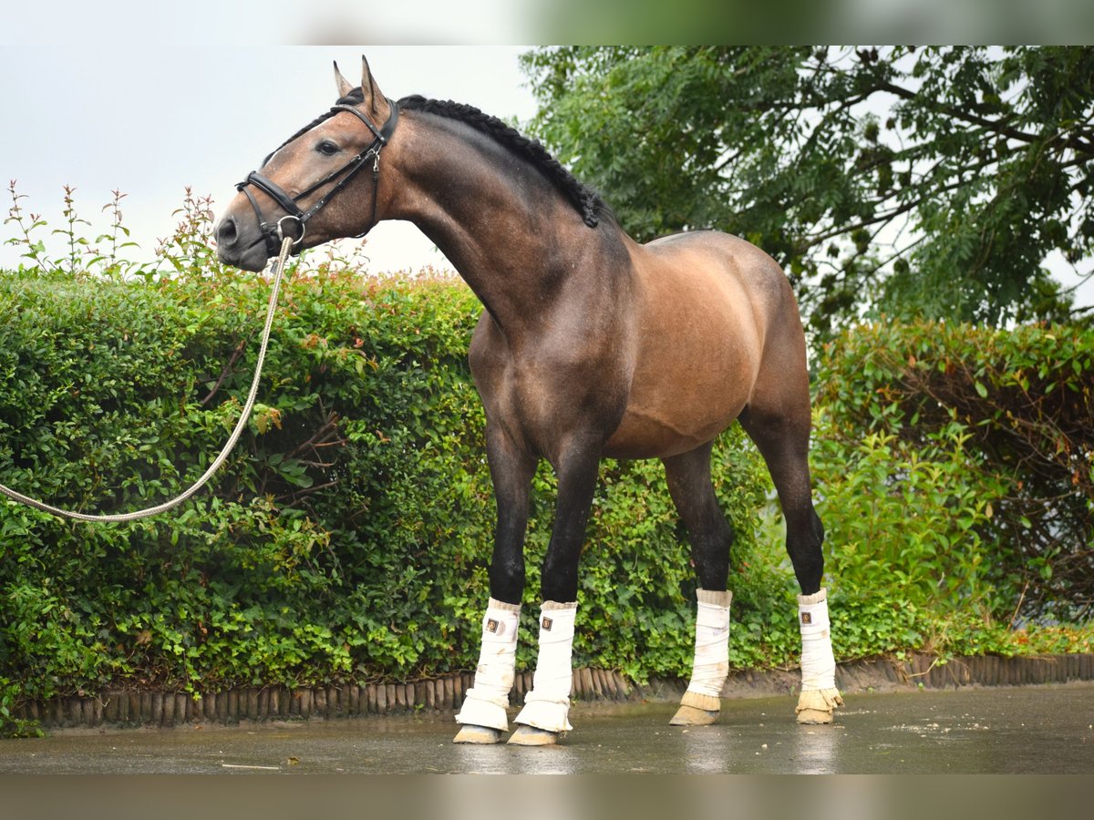 Andaluces Semental 3 años 163 cm Musgo marrón in Assesse