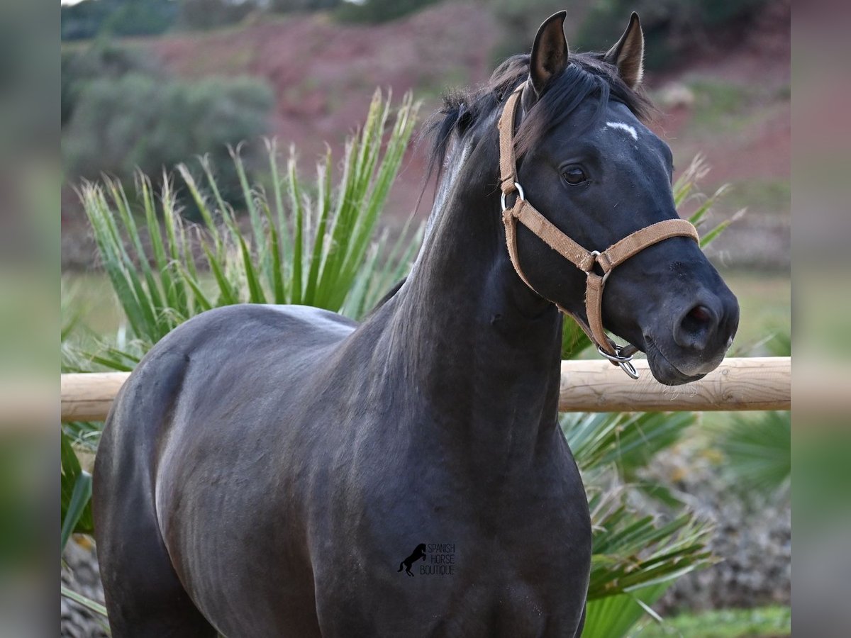 Andaluces Semental 4 años 155 cm Negro in Menorca