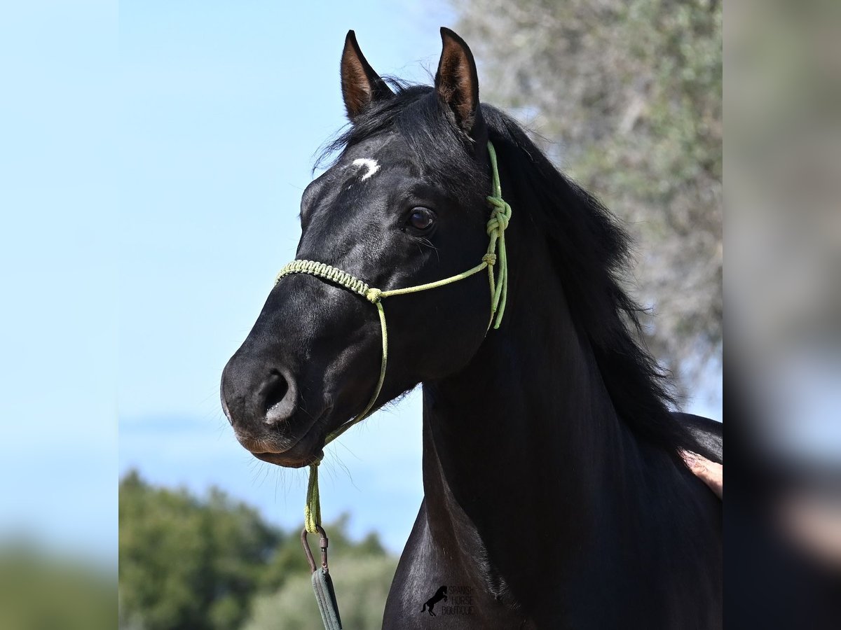 Andaluces Semental 4 años 156 cm Negro in Menorca