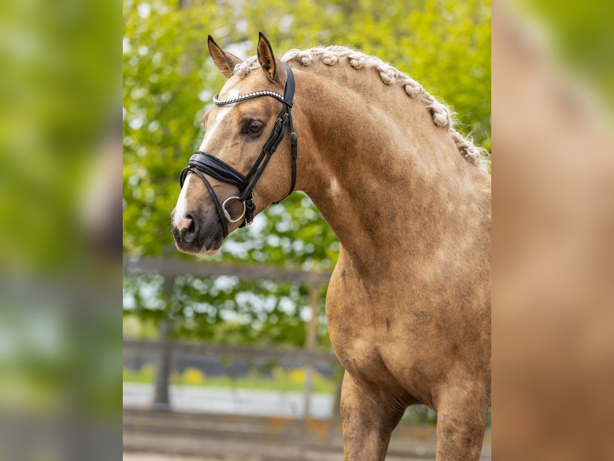 Andaluces Semental 4 años 161 cm Palomino in Sm