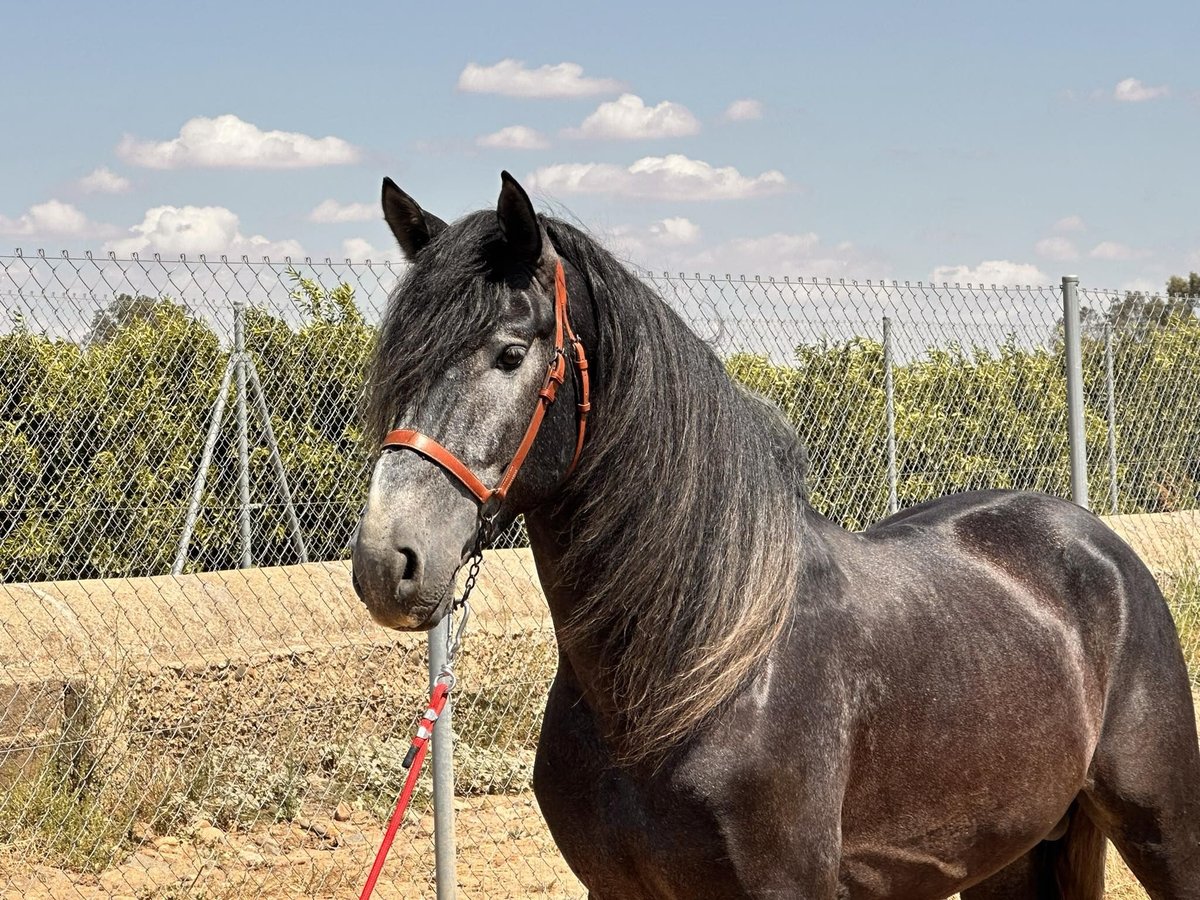 Andaluces Semental 4 años 161 cm Tordo in Galaroza (Huelva)