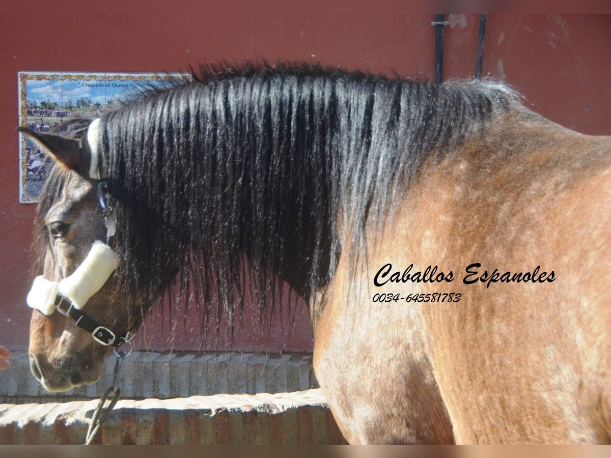 Andaluces Semental 4 años 162 cm Musgo marrón in Vejer de la Frontera