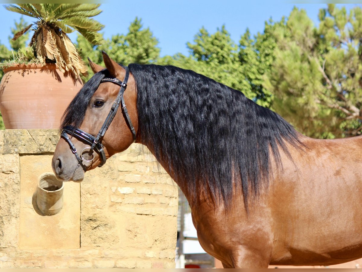 Andaluces Semental 4 años 165 cm Castaño in Sevilla