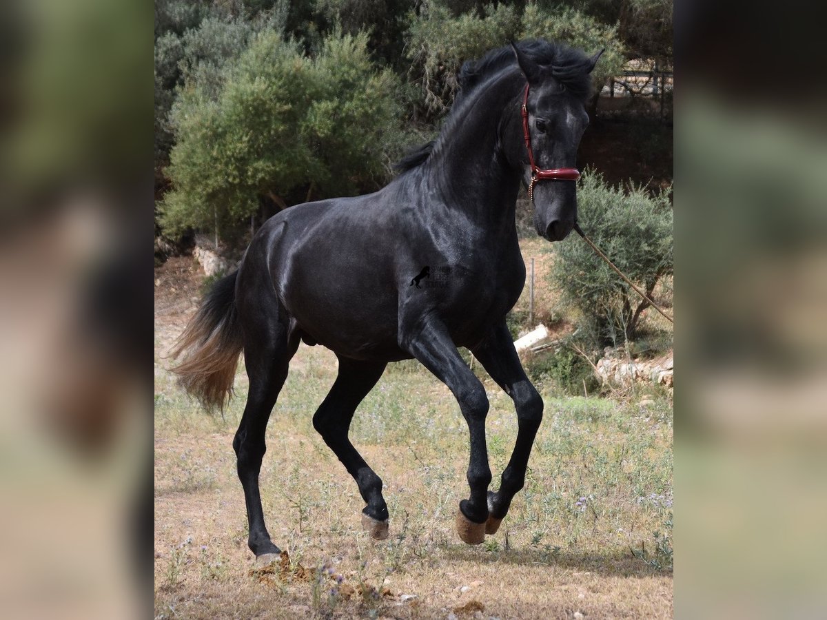 Andaluces Semental 4 años 165 cm Tordo in Mallorca