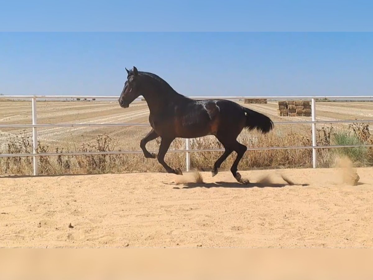 Andaluces Semental 4 años 168 cm Negro in Badajoz