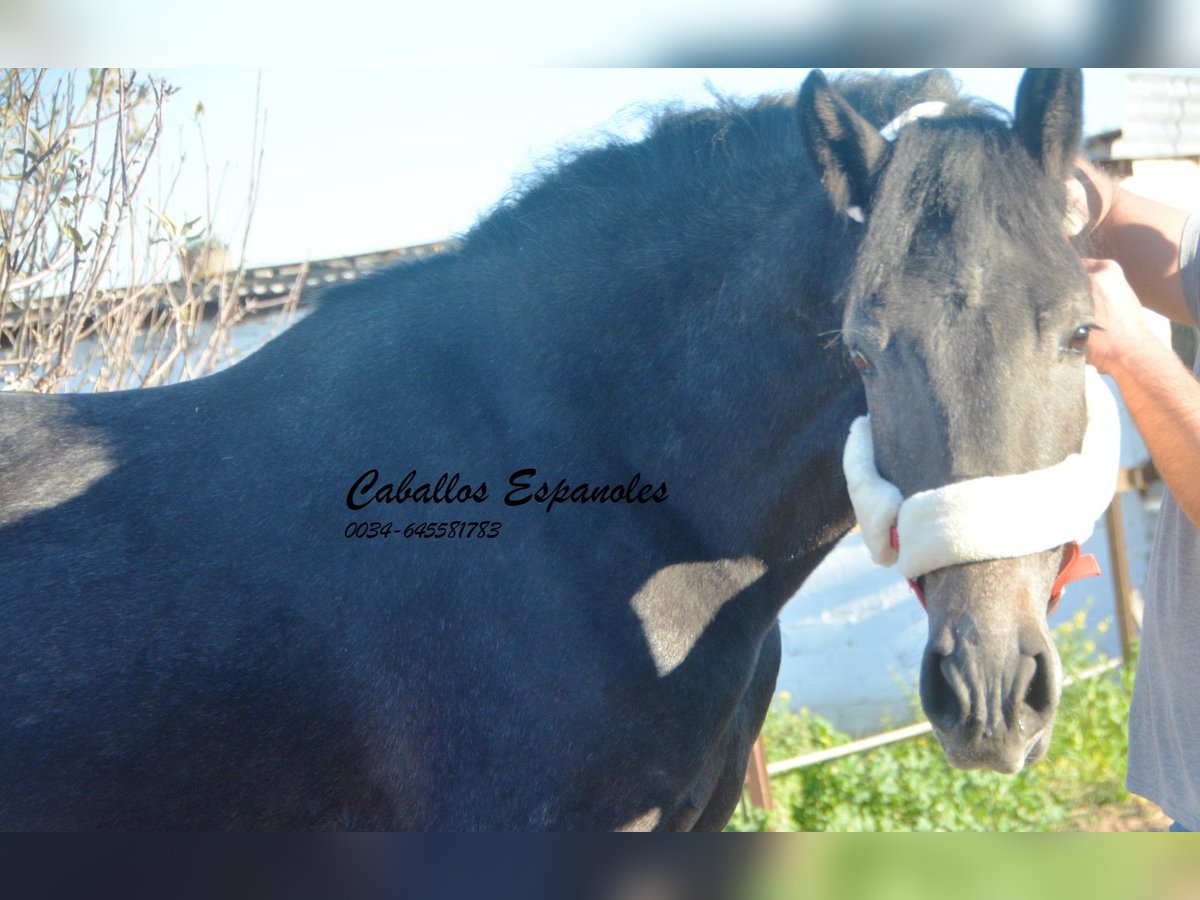 Andaluces Semental 4 años Tordillo negro in Vejer de la Frontera