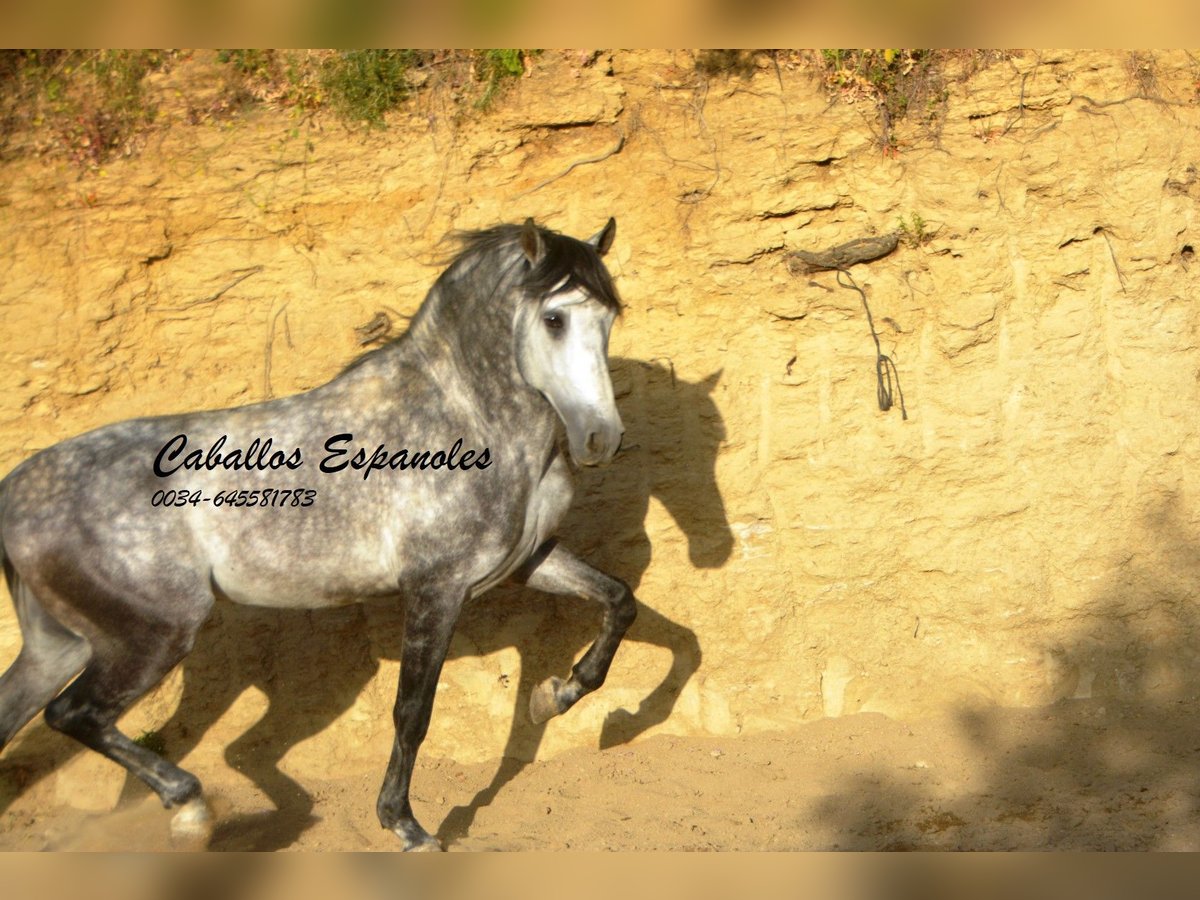 Andaluces Semental 5 años 157 cm Morcillo in Vejer de la Frontera