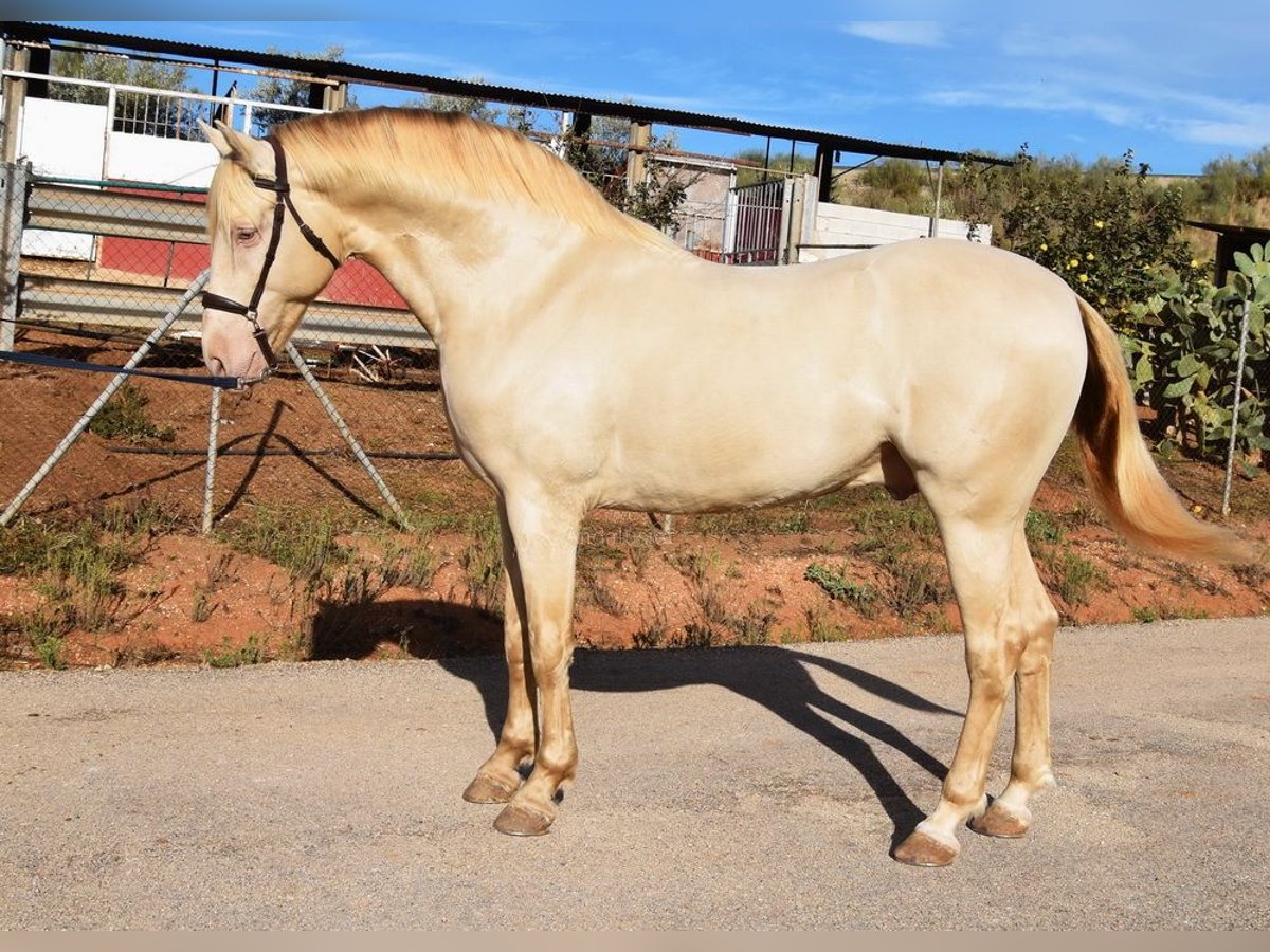 Andaluces Semental 5 años 160 cm Perla in Provinz Malaga