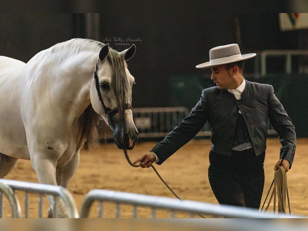 Andaluces Semental 5 años 162 cm Tordo in Sm