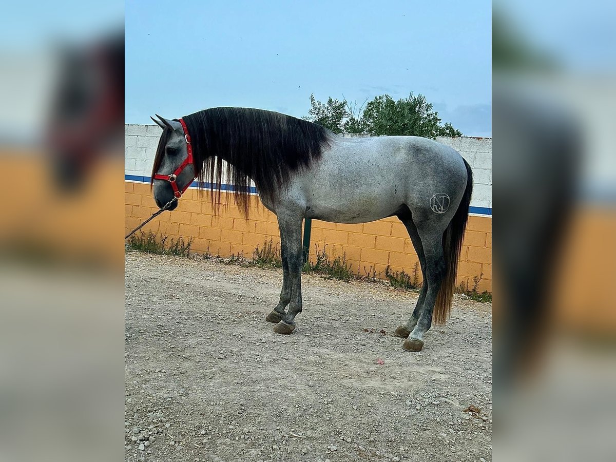 Andaluces Semental 5 años 163 cm Tordo rodado in Jaen