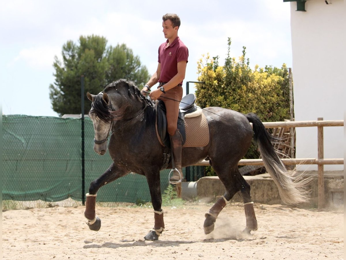 Andaluces Semental 5 años 167 cm Tordo in Valéncia