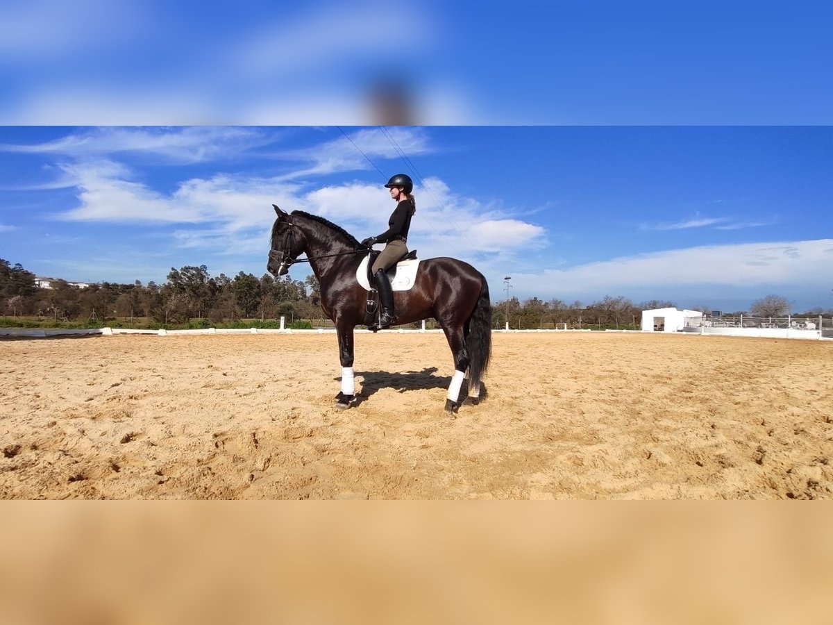 Andaluces Semental 5 años 170 cm Negro in Sevilla