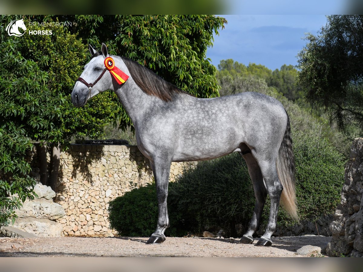 Andaluces Semental 6 años 162 cm Tordo in Menorca