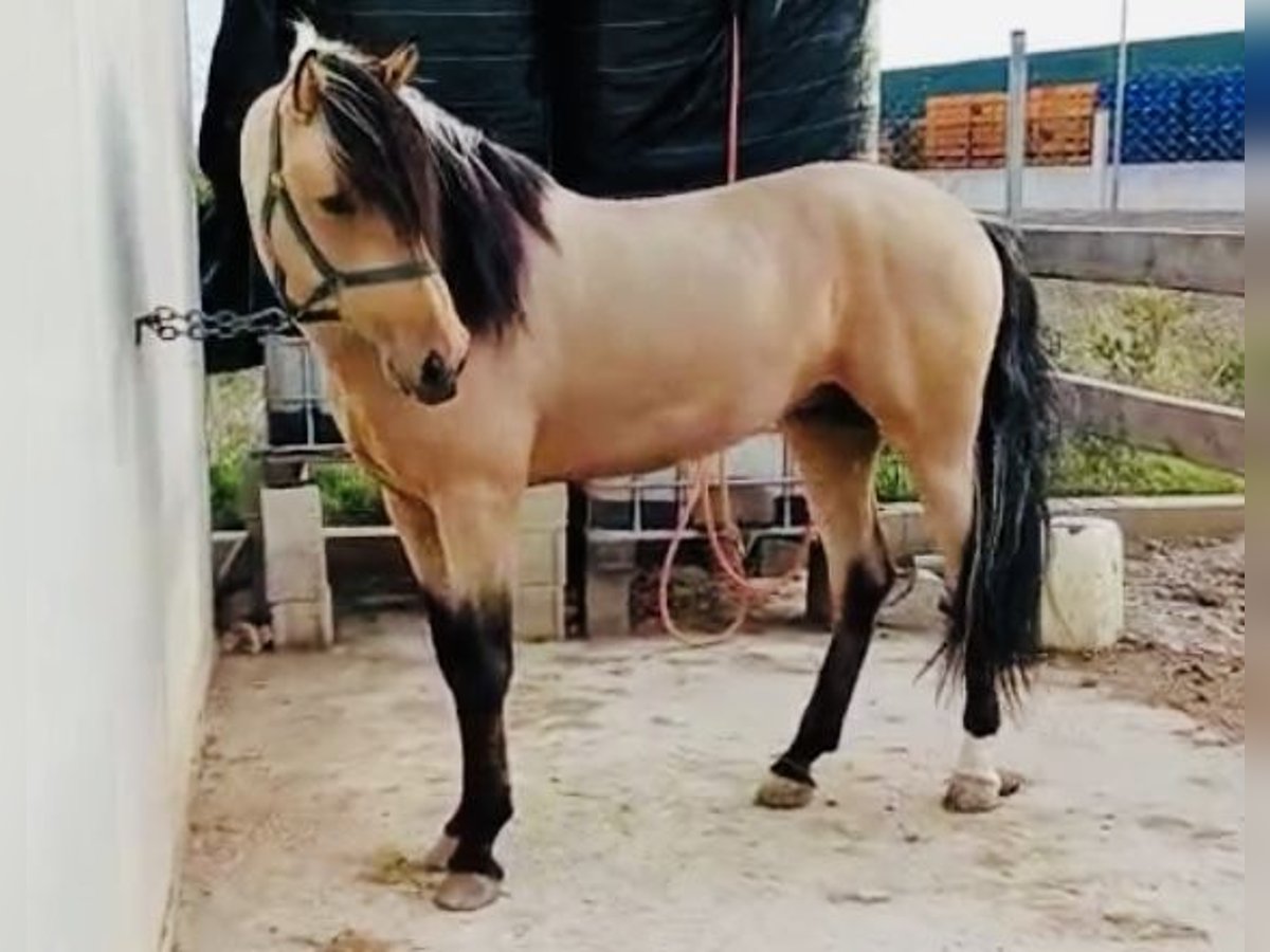 Andaluces Semental 6 años 166 cm Buckskin/Bayo in Talarrubias