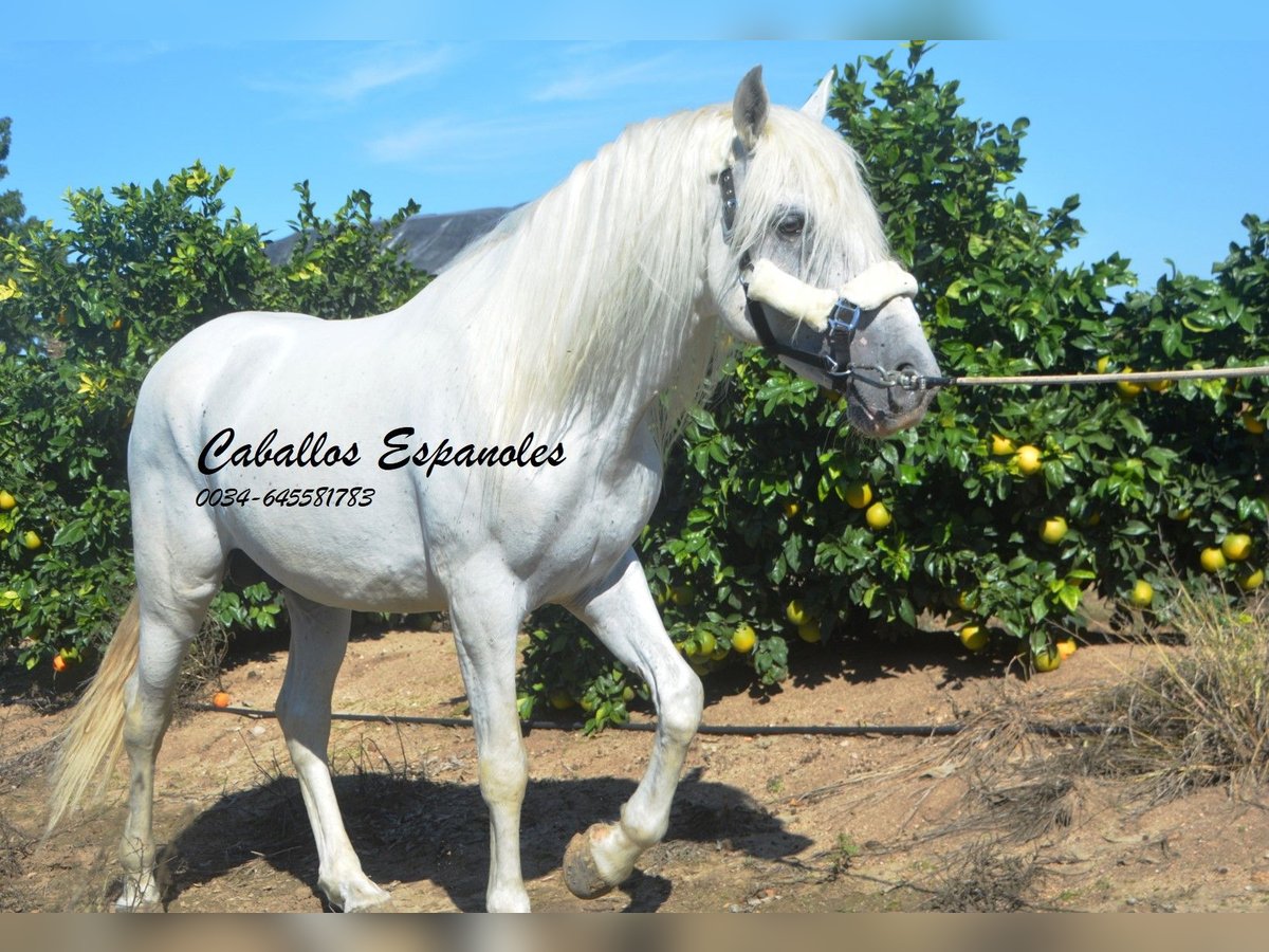 Andaluces Semental 7 años 157 cm Tordo in Vejer de la Frontera