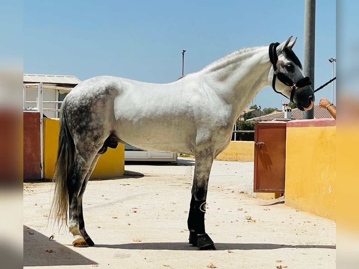 Andaluces Semental 8 años 158 cm Tordo rodado in Martfeld