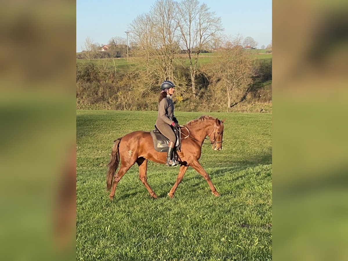 Andaluces Mestizo Yegua 10 años 158 cm Alazán in Münsingen