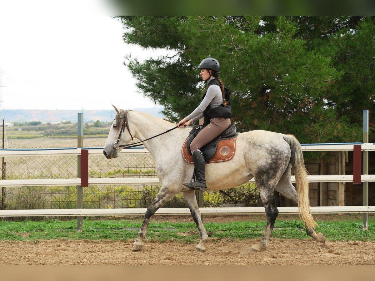 Andaluces Yegua 12 años 164 cm Tordo rodado in Lardero