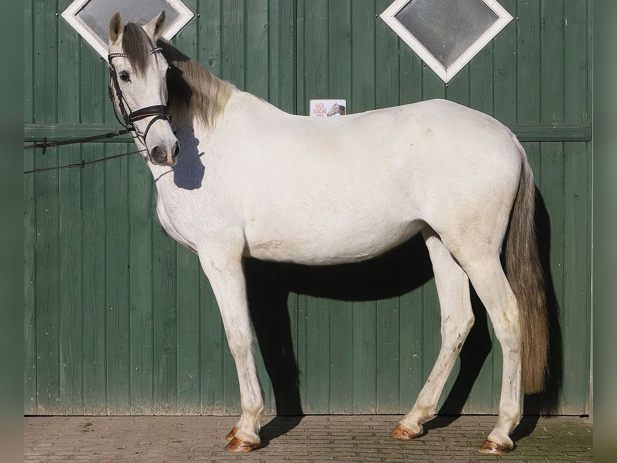 Andaluces Yegua 13 años 160 cm Tordo in Bötersen