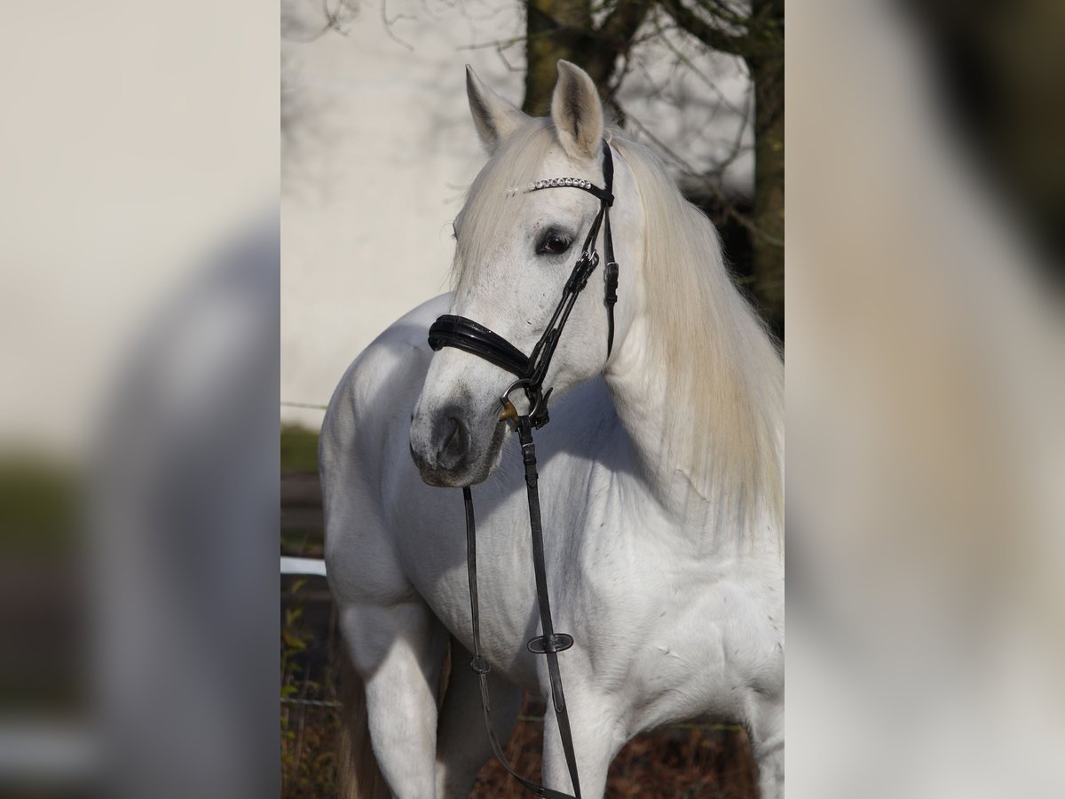 Andaluces Mestizo Yegua 13 años 162 cm Tordo in Schwäbisch Gmünd