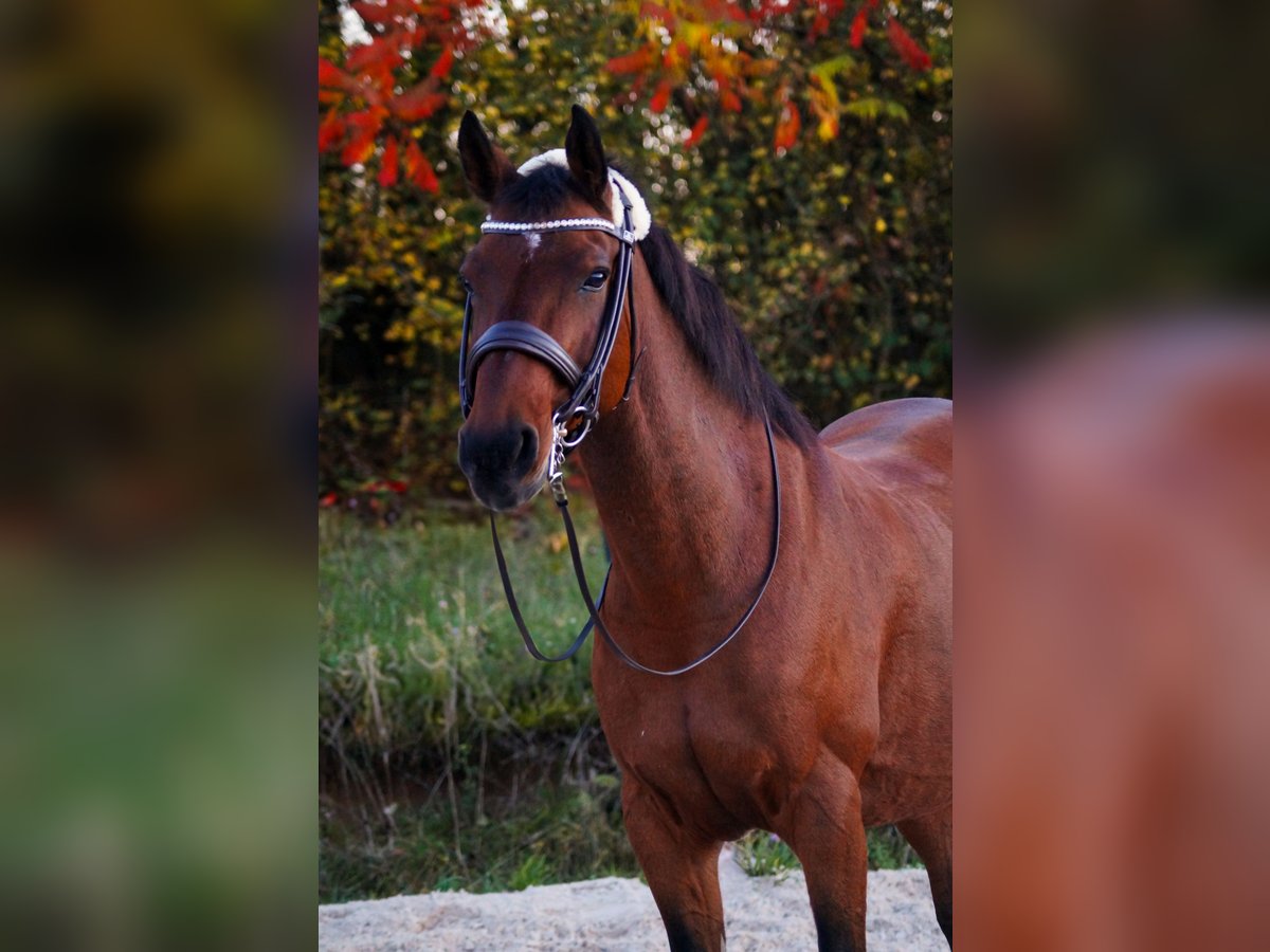 Andaluces Mestizo Yegua 17 años 153 cm Castaño in Elztal