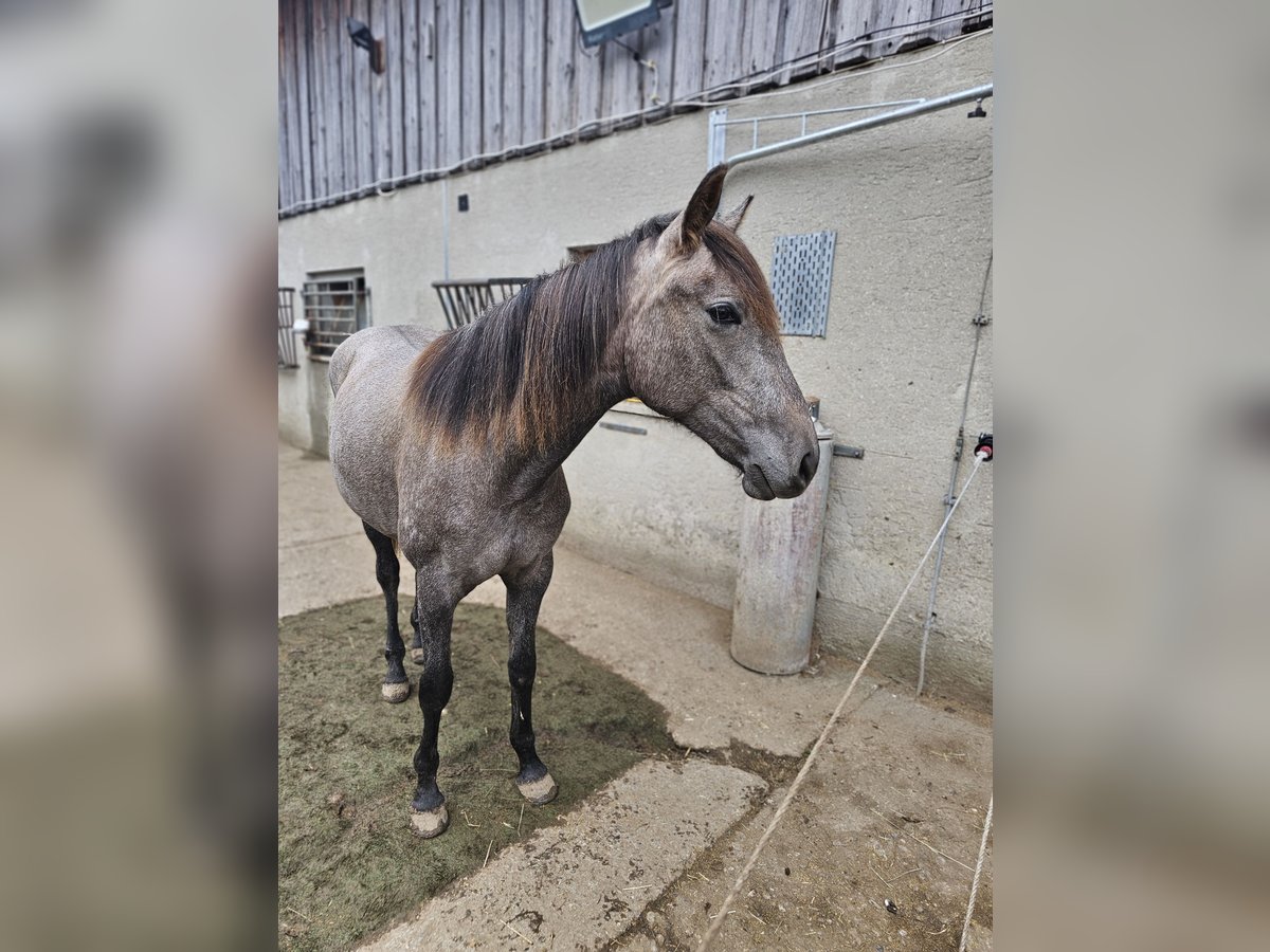 Andaluces Yegua 1 año 150 cm Tordo ruano in Puchheim