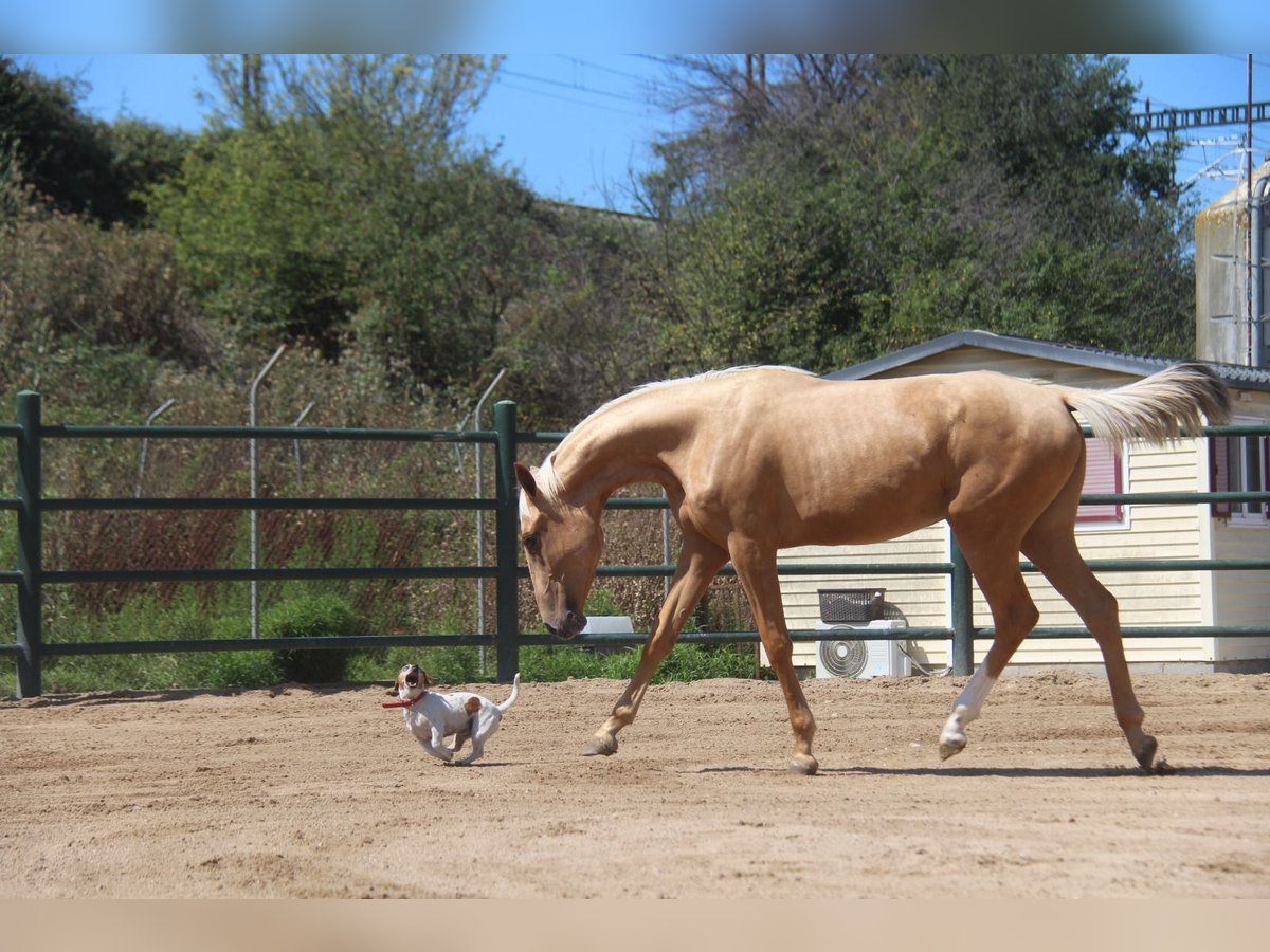 Andaluces Yegua 2 años 166 cm Palomino in Hamburg Allermöhe