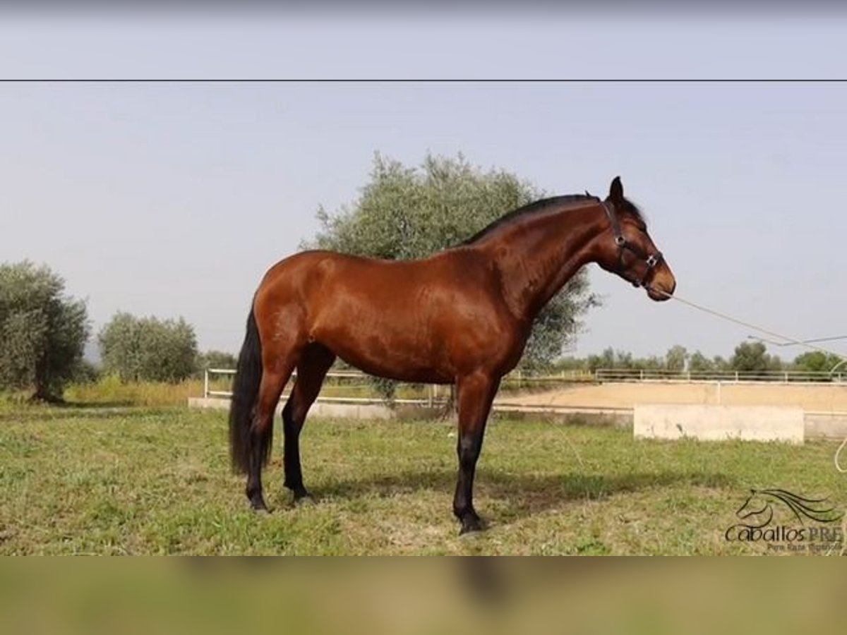 Andaluces Yegua 3 años 160 cm Castaño in Merida