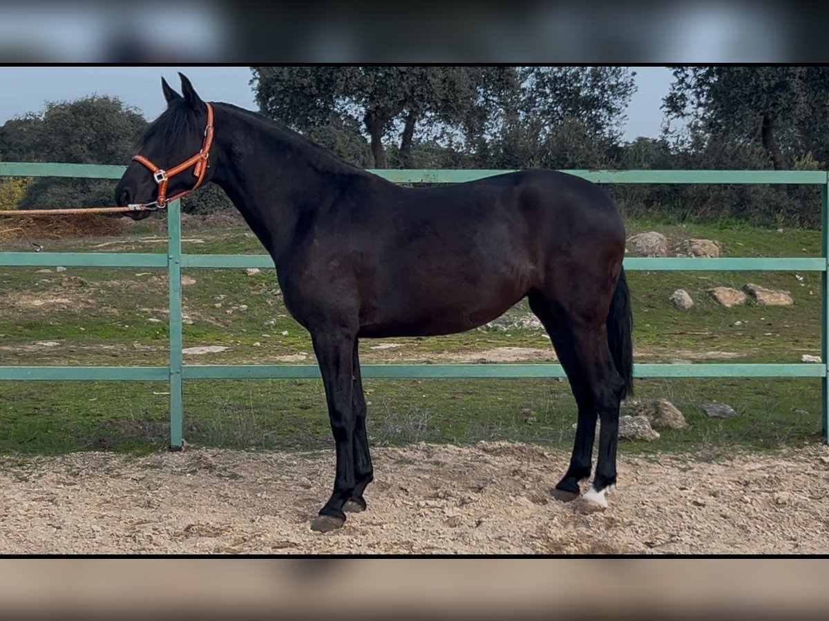 Andaluces Yegua 3 años 165 cm Negro in Mejorada