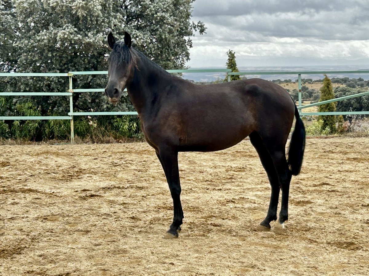 Andaluces Yegua 3 años 165 cm Negro in Mejorada