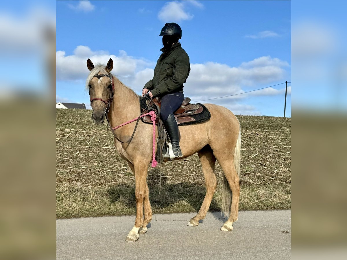 Andaluces Yegua 4 años 152 cm Dunalino (Cervuno x Palomino) in Daleiden