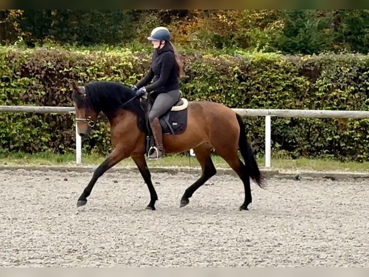 Andaluces Yegua 4 años 153 cm Castaño in Neustadt (Wied)