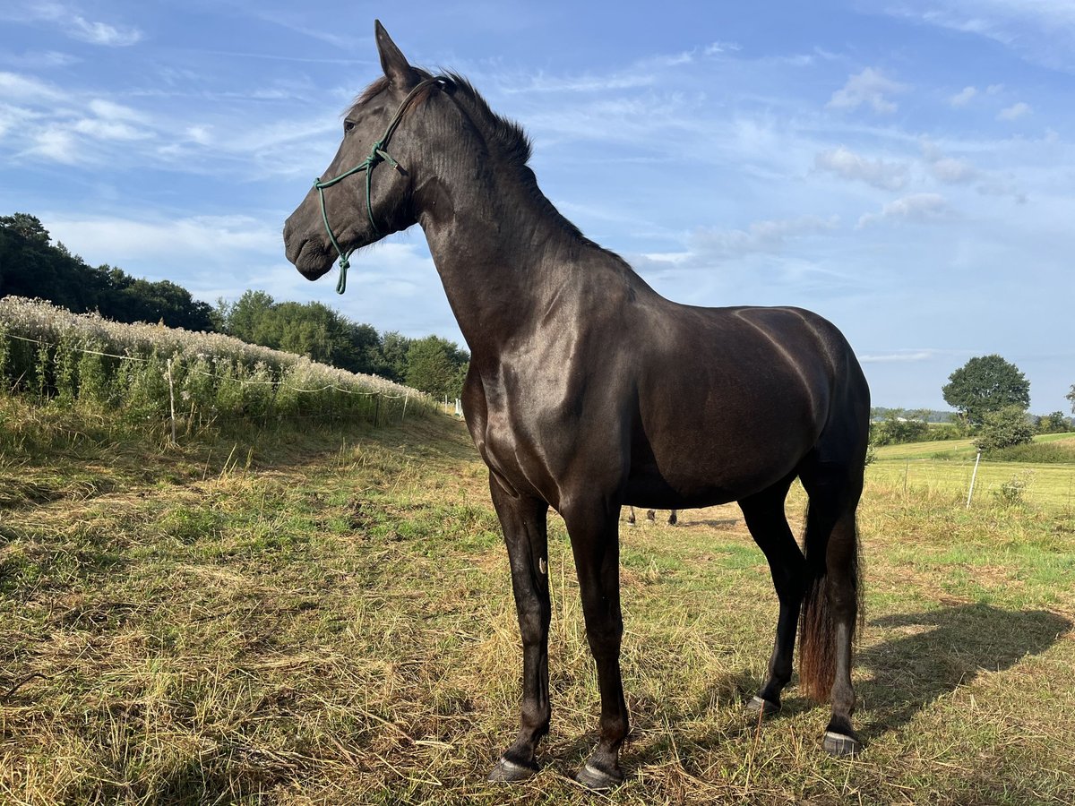 Andaluces Yegua 4 años 157 cm Morcillo in Wetter