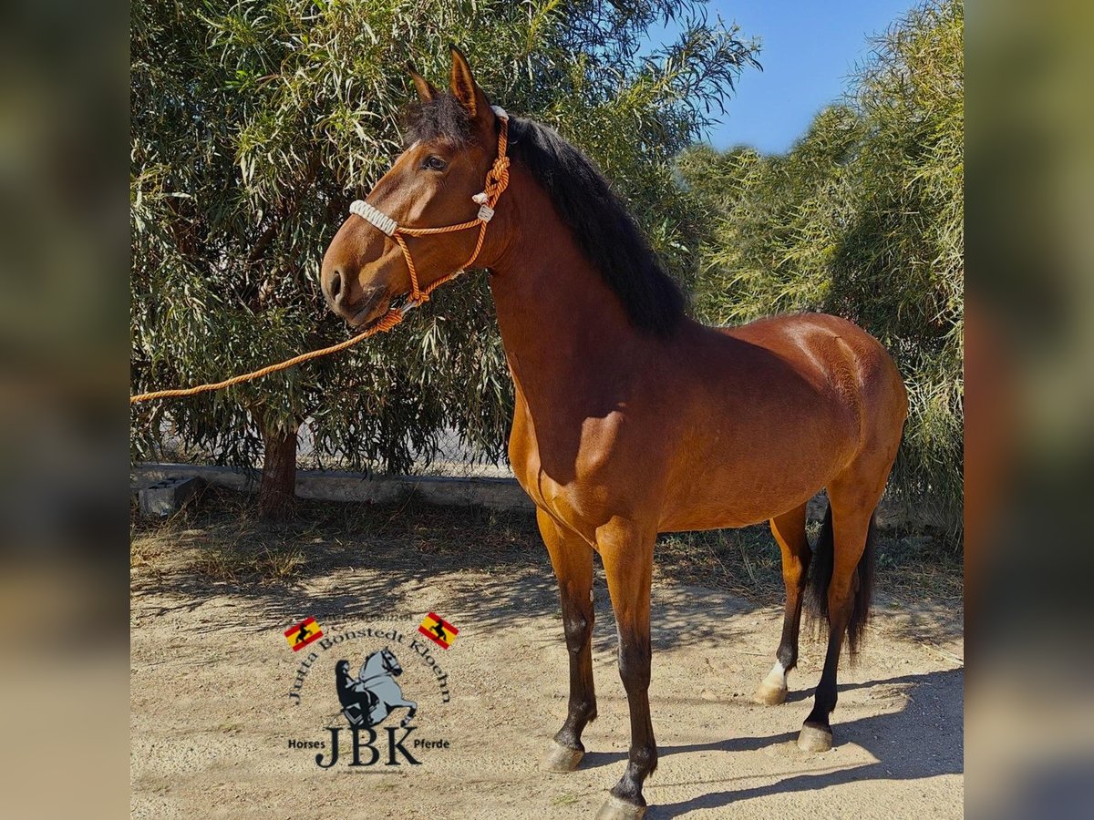 Andaluces Yegua 4 años 159 cm Castaño in Tabernas Almeria