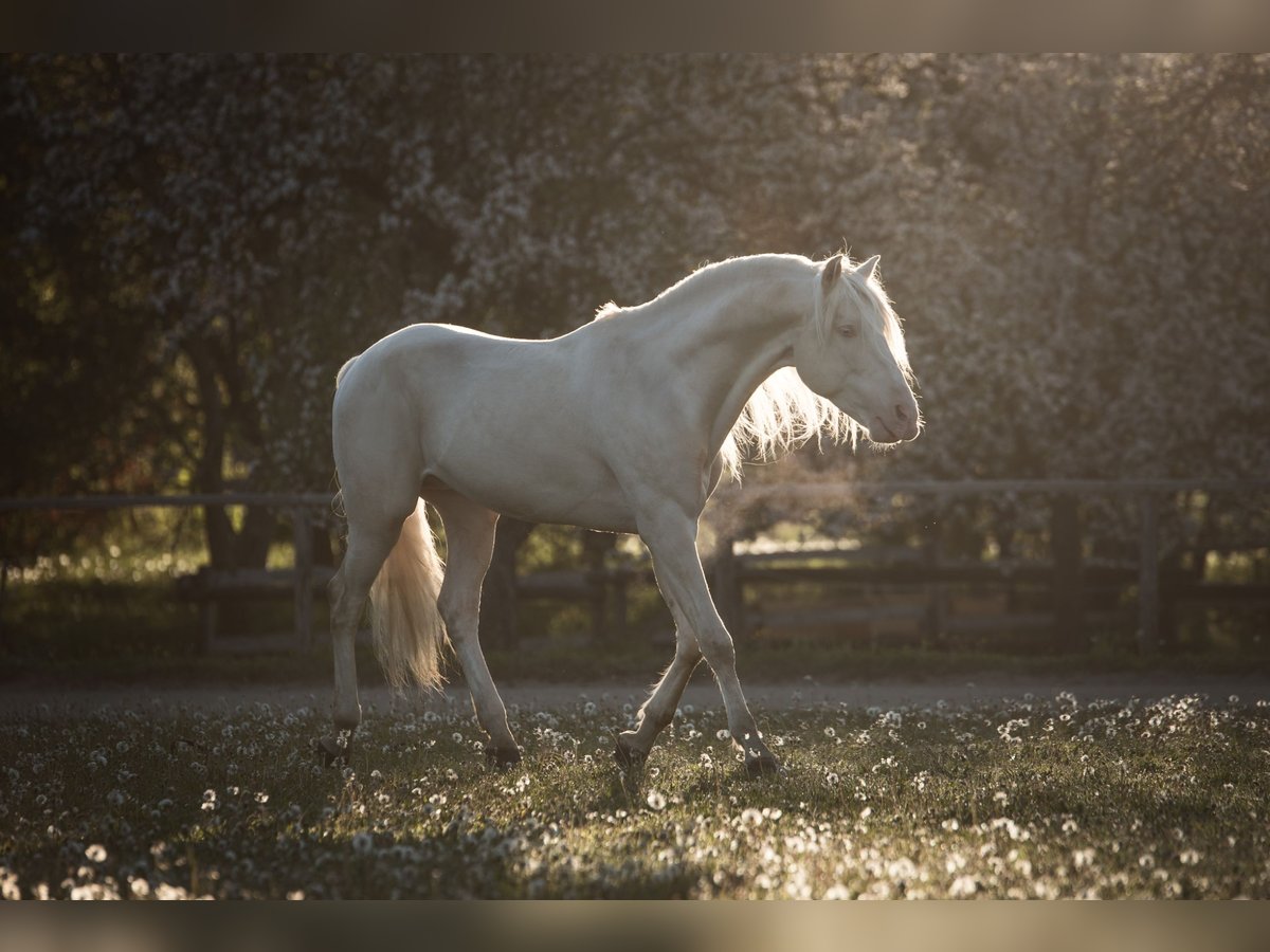 Andaluces Yegua 4 años 159 cm Cremello in Parsberg