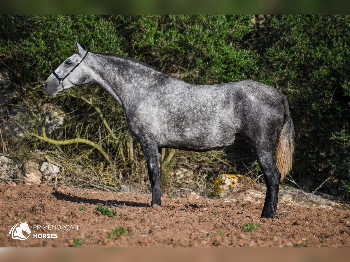 Andaluces Yegua 4 años 164 cm Tordo in Menorca