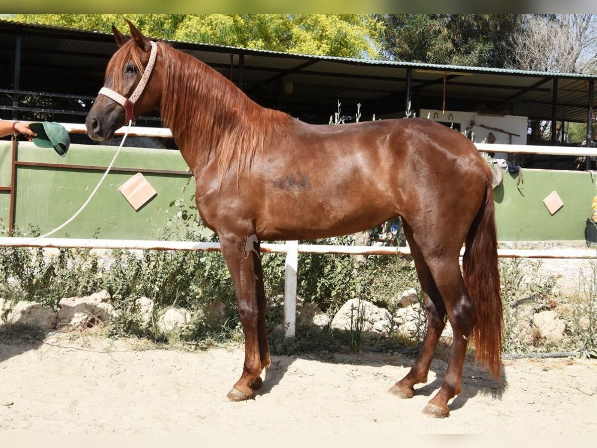 Andaluces Yegua 5 años 157 cm Alazán in Provinz Malaga
