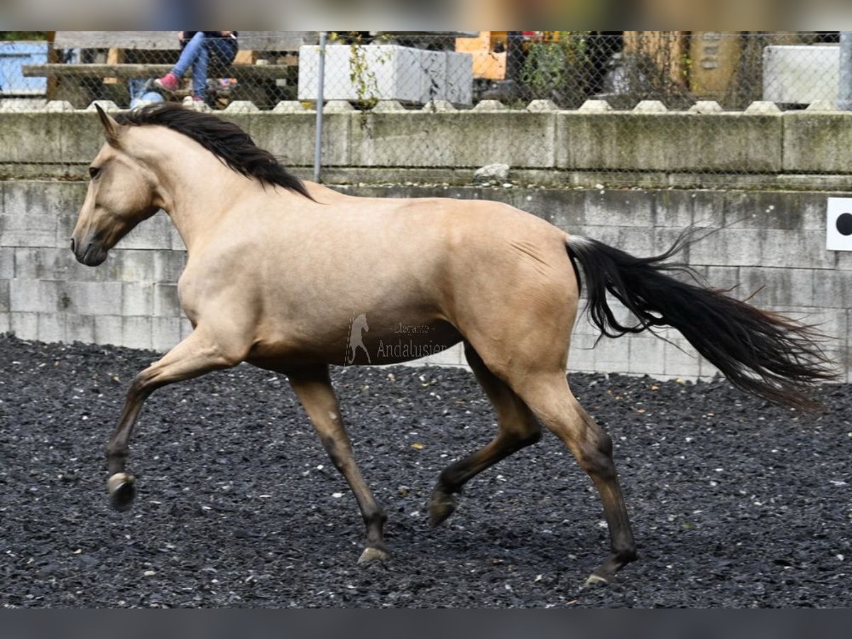 Andaluces Yegua 5 años 161 cm Bayo in Provinz Malaga