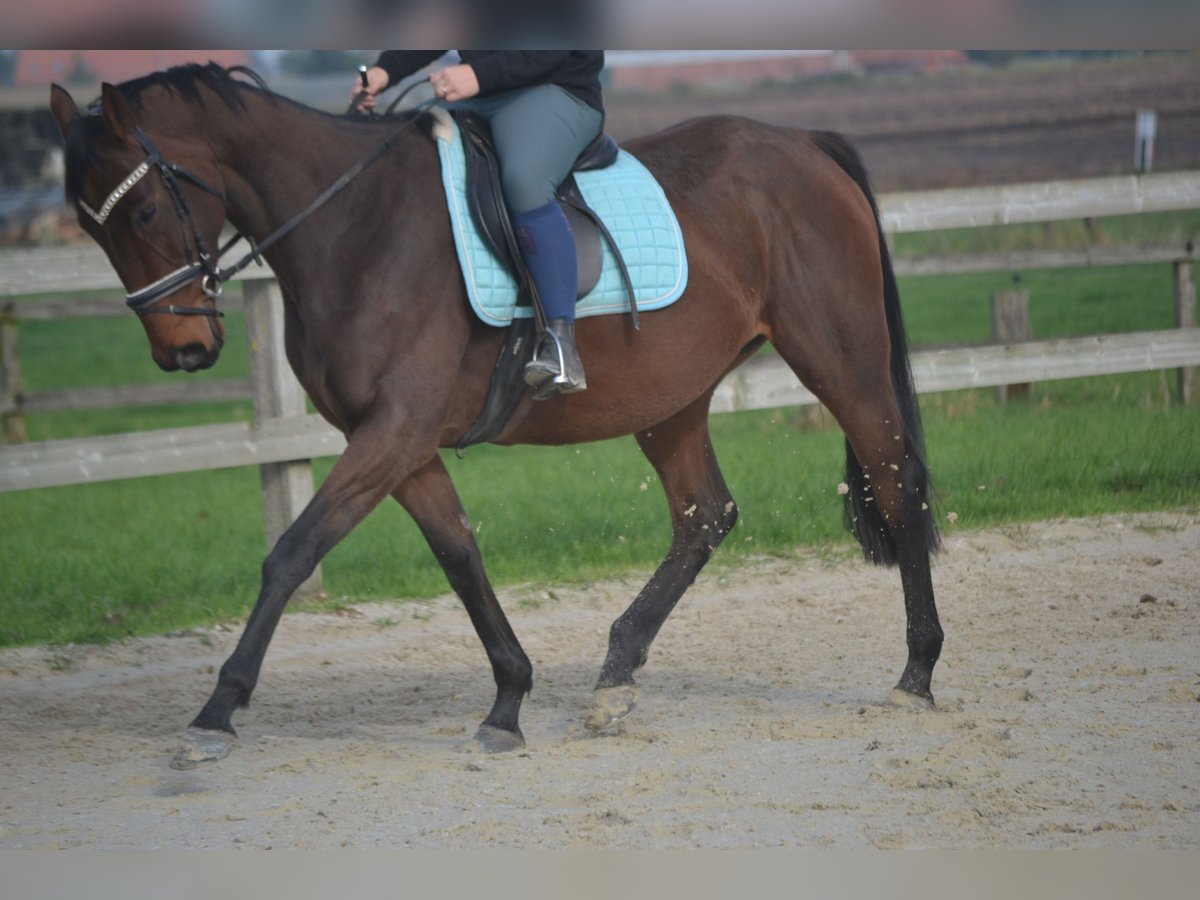 Andaluces Yegua 5 años 162 cm Castaño in Breda