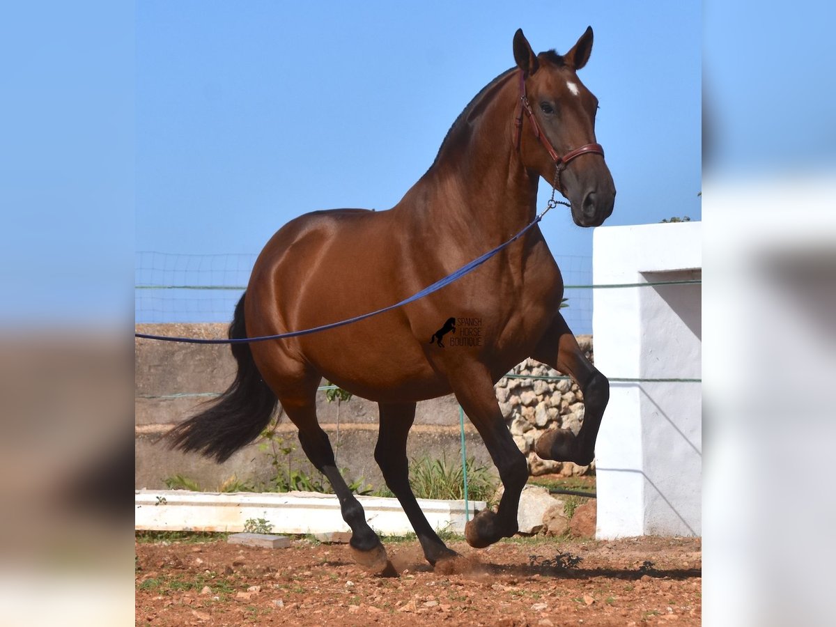 Andaluces Yegua 5 años 170 cm Castaño in Menorca