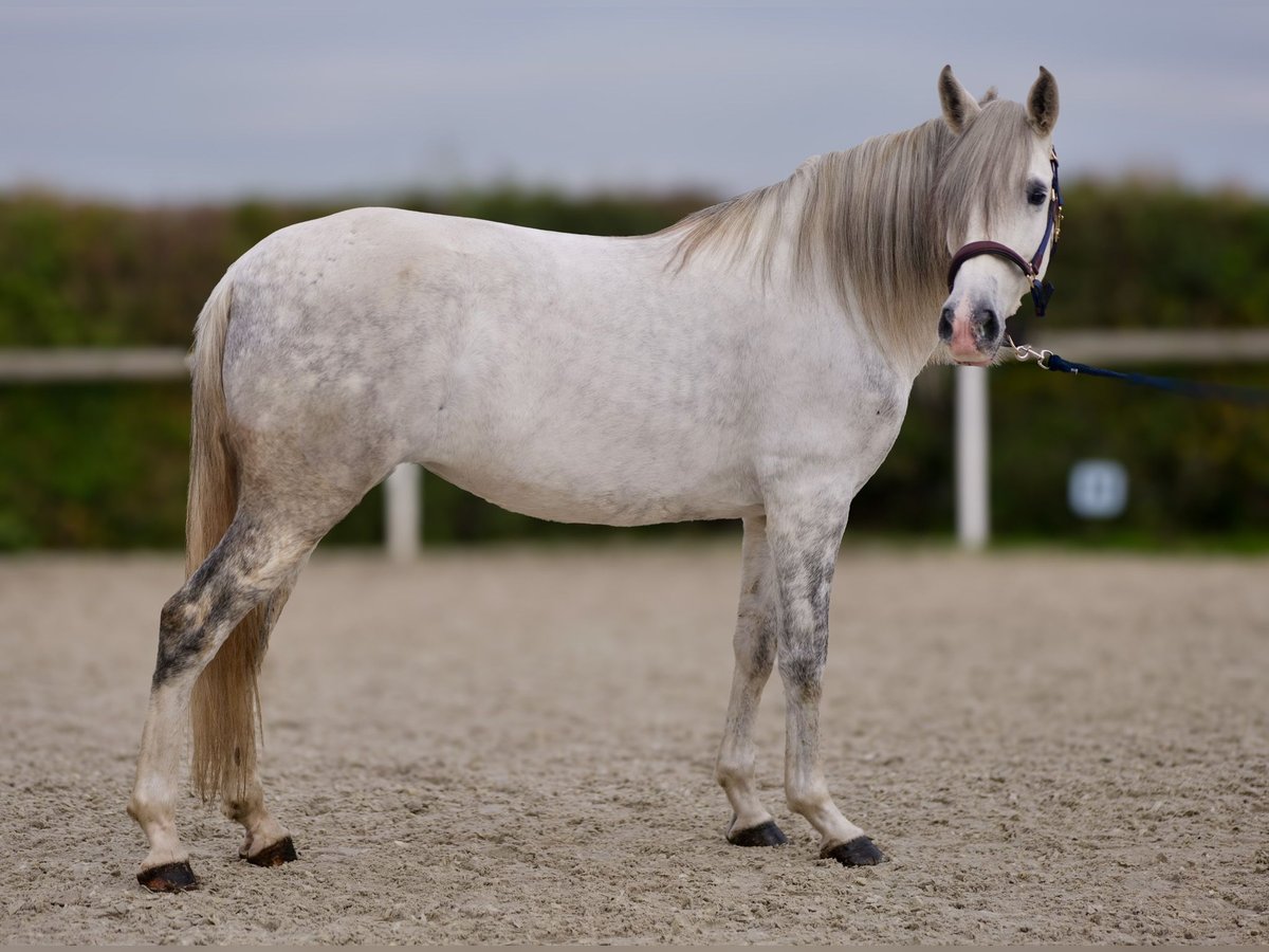 Andaluces Yegua 6 años 153 cm Tordo in Neustadt (Wied)